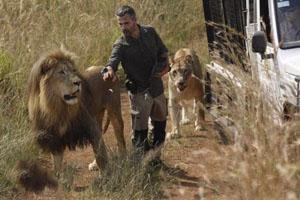 عشق بازی مرد شکارچی با شیرهای درنده نر و ماده + تصاویر