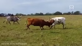 فصل جفت گیری