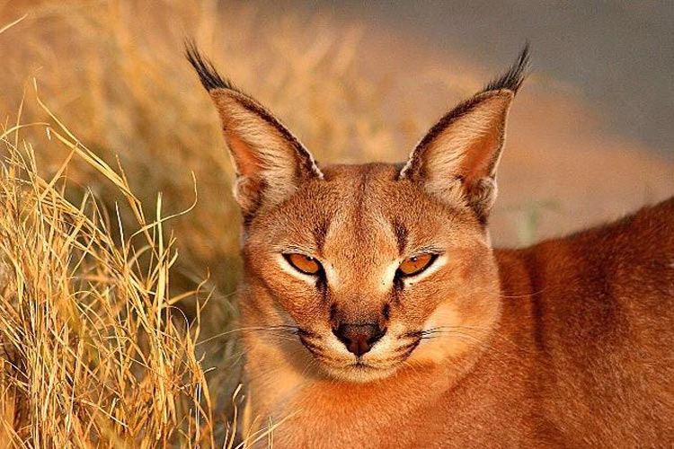 فیلم جالب درباره نحوه شکار گربه کاراکال