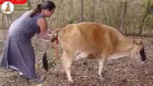 فیلم جفت گیری حیوانات – جفت گیری شتر