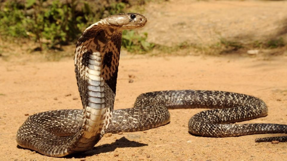 فیلم جفت‌گیری حرفه ای مارهای کبری