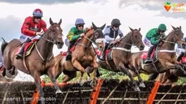 قیمت جفت گیری این اسب باورنکردنی است