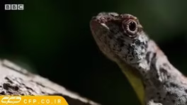 مارمولک پرنده