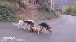 مبارزه سگ ها برای جفت گیری