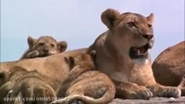 مستند حیات وحش آفریقا قسمت 1