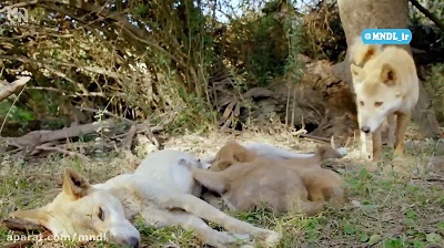 مستند رازهای حیات وحش استرالیا با دوبله فارسی