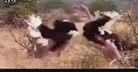 نبرد شترمرغ های نر (نبرد حیوانات)