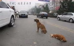 وفاداری یک سگ به جفت مرده اش