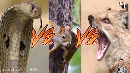 14 صحنه دیدنی از مبارزه حیوانات با یکدیگر