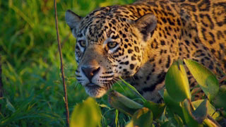 نمایی متفاوت از حیات وحش