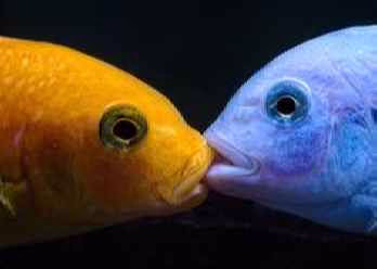 جفت گیری ماهی Fish mating روش تولید مثل ماهی