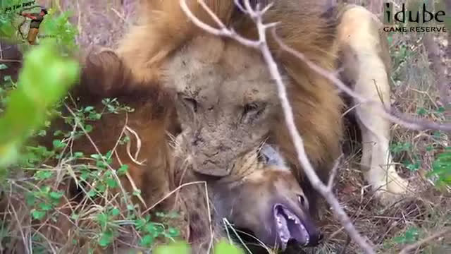 حمله شیر به کفتار و تکه تکه کردن کفتار