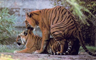 دخول حیوانات