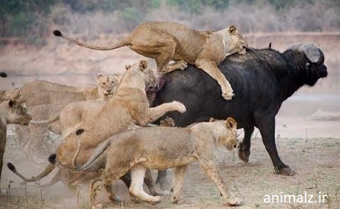 فیلم شکار حیوانات Animal Hunting Movie