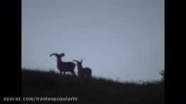 قوچ و میش ارمنی در حیات وحش ایران