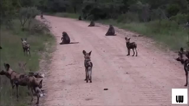 مبارزه سگ وحشی با میمون