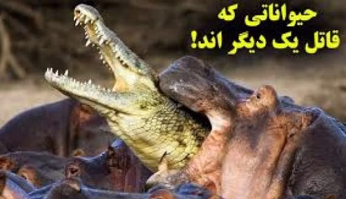 10 Animals That Hate Each Other