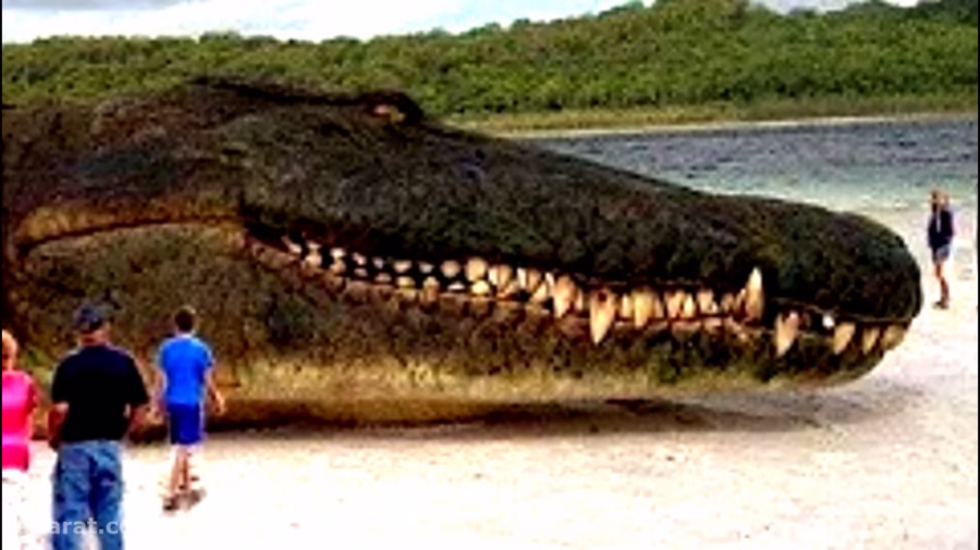 10 of the largest animals in the world