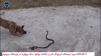 Battle of crabs and snakes