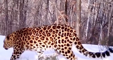 Beautiful pictures of the rare Amor tiger and leopard