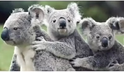 Funny pets for Australia