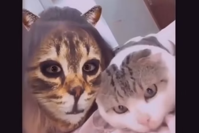 Funny reaction of dog and cat face with mask