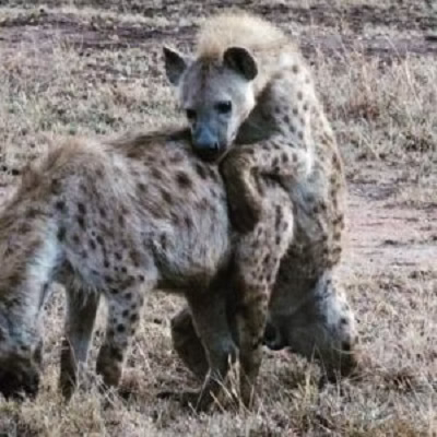 Hyena mating