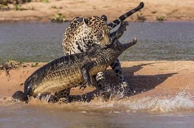 Jaguar Crocodile Hunting