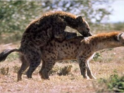 Mating hyenas in the wild
