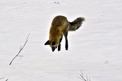 Polar fox dive for mouse hunting