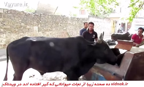 Rescue animals that are trapped