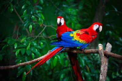 The coolest parrots in the world