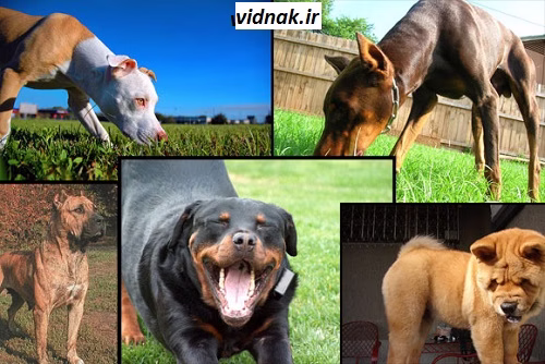 The wildest dog breed in the world