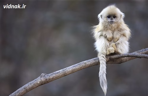 There are 10 unique animals you can't believe