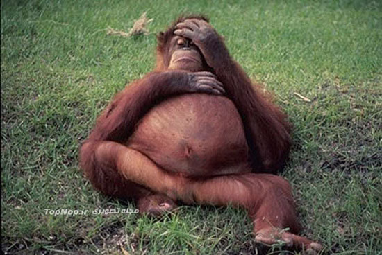 حیوانات حامله pregnant animals