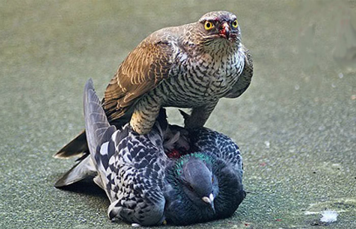 پرندگان شکاری