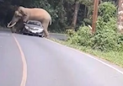 جفت گیری فیل با ماشین