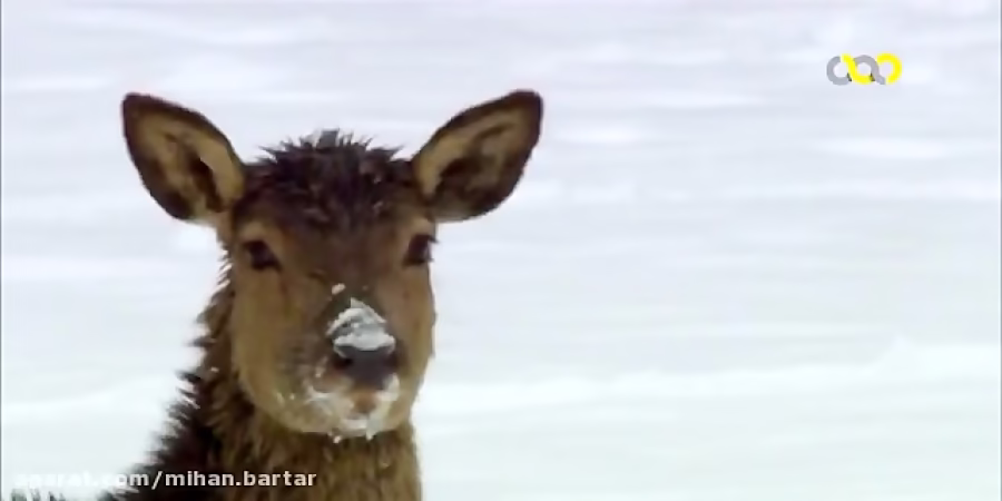 شکار گوزن توسط سیاه گوش وحشی