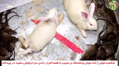 Mouse Torture Mice Trap