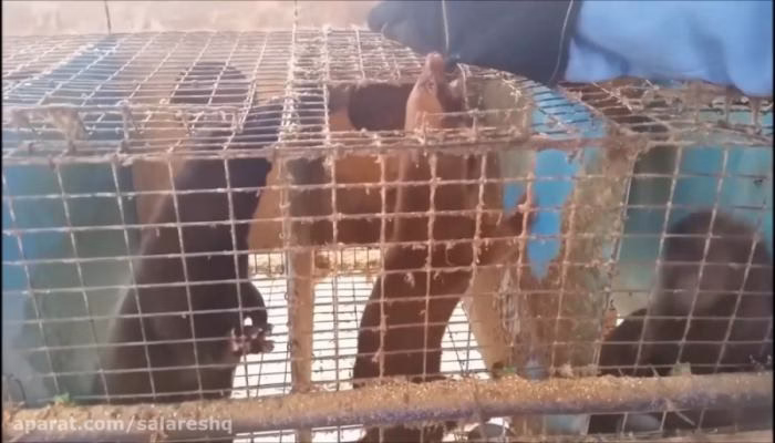 شکنجه و کشتن 500 موش با راسو های وحشتناک 18+ 18+ 18+