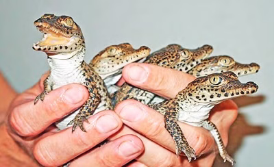 10 حیوان خانگی عجیب ! ( بخش 2 )