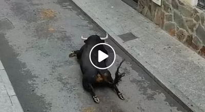 Finally the cattle game