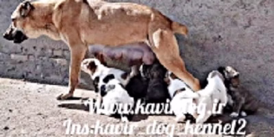 Original Khorasani Puppies
