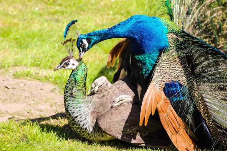 Peacock mating