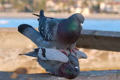 Pigeon mating