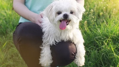 The most beautiful apartment dog
