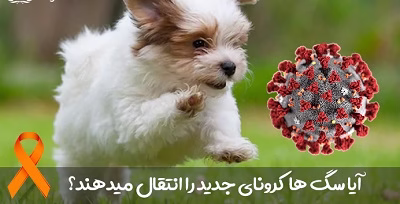 انتقال کرونا از سگ و گربه