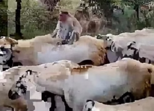 بز, خر ,حیوانات بامزه