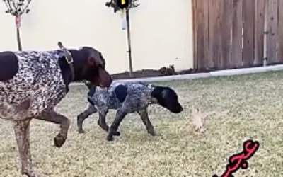 حرکت خفن سگ