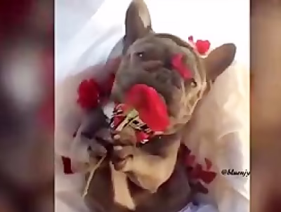 خنده دارترین میکس حیوانات خانگی